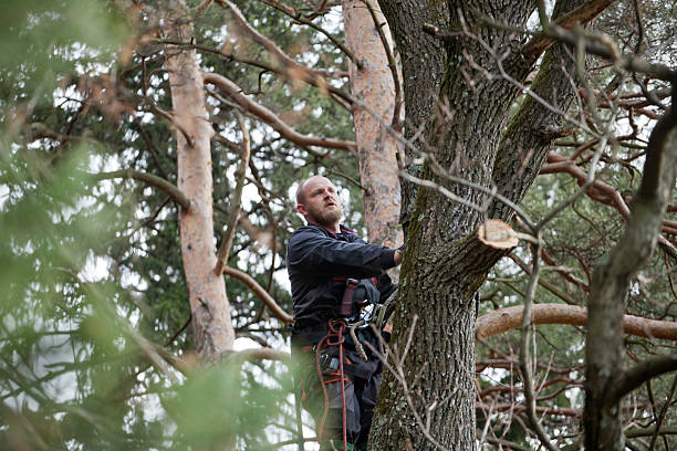 Best Tree Preservation Services  in USA